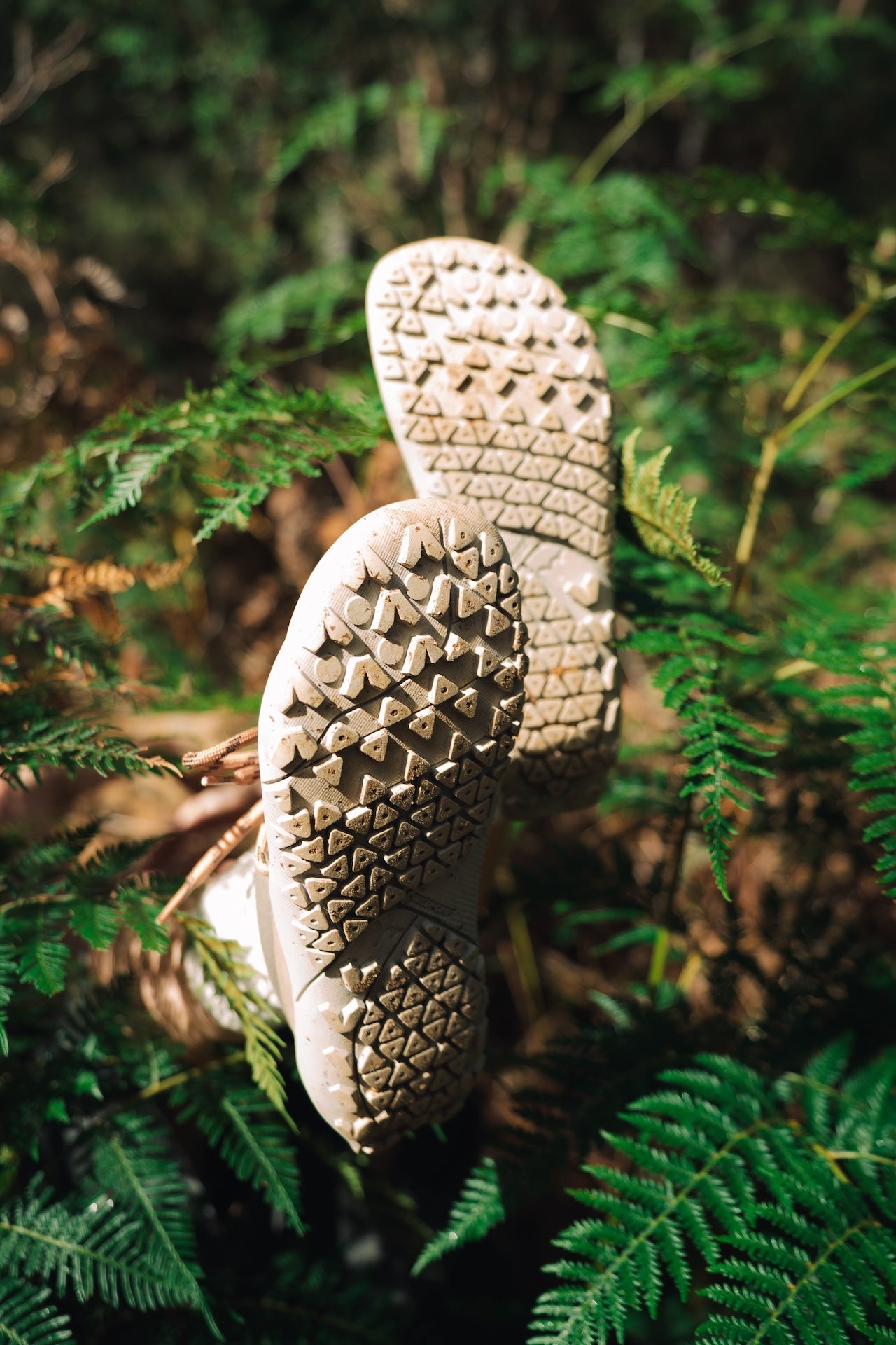 WILD Lite Valley Forest Chilling